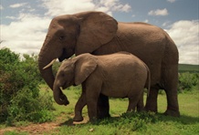 Addo Elephant National Park